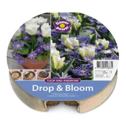 Drop & Bloom Bulb Tray Tulip & Anemone Mix