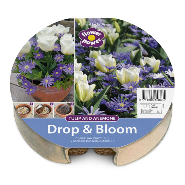 Drop-and-bloom---Tulip-and-Anemome-1000px