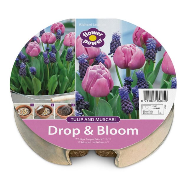 Drop-and-bloom---Tulip-and-Muscari-1000px