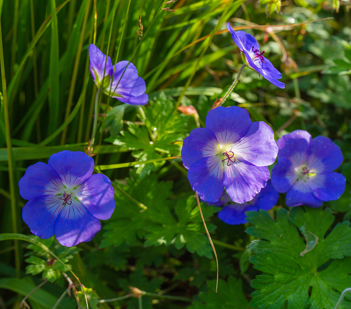 Geranium Rozanne