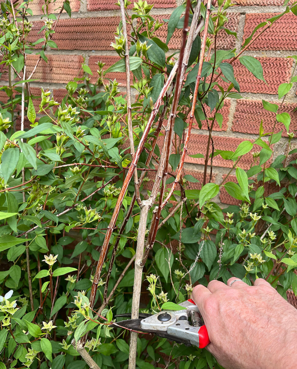 Pruning philadelphus