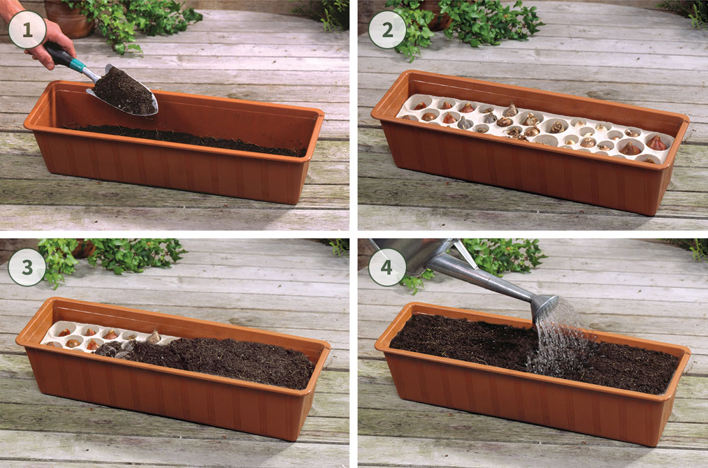 Step by step guide for planting Drop & Bloom XL
