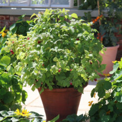 Patio Raspberry Plant
