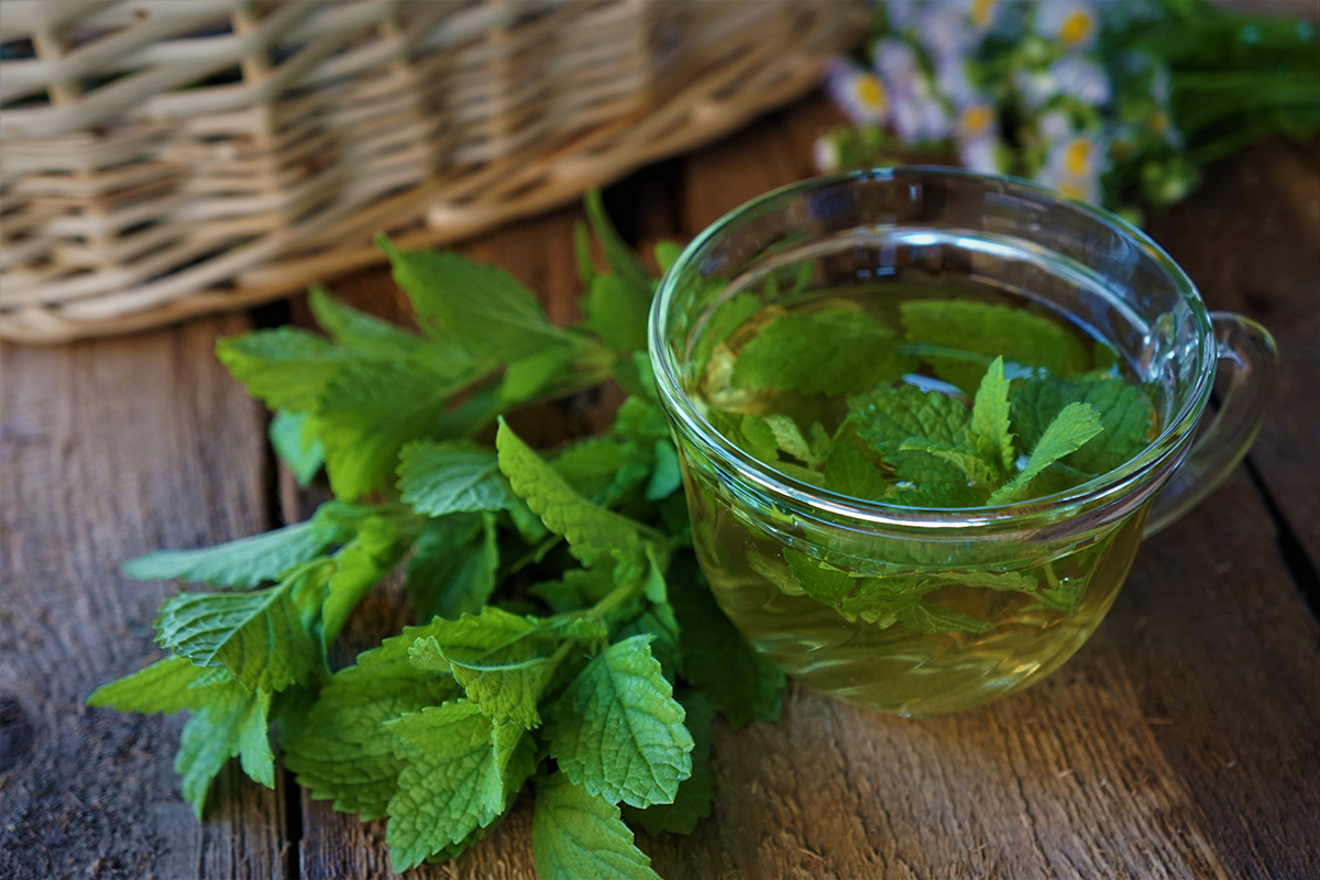 Tea made from using fresh lemon balm