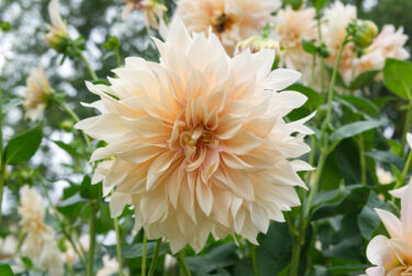 Dahlia Cafe au lait