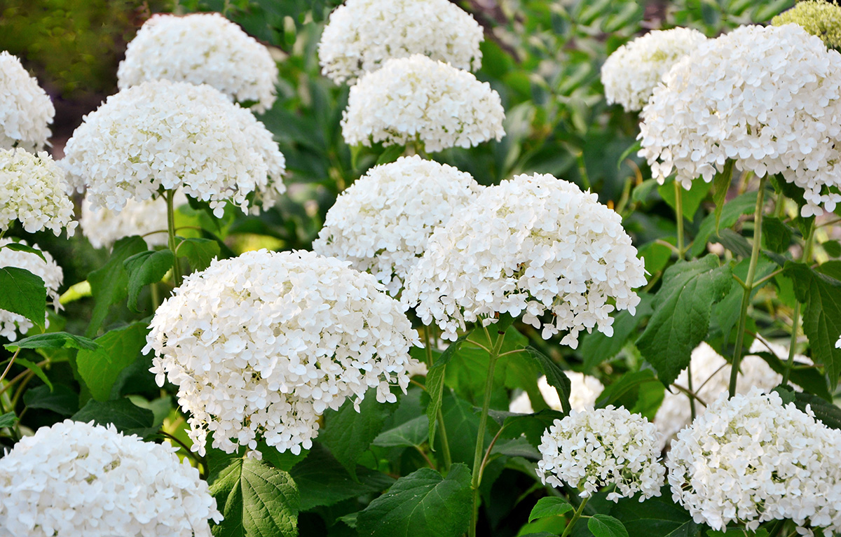 Hydrangea Annabelle