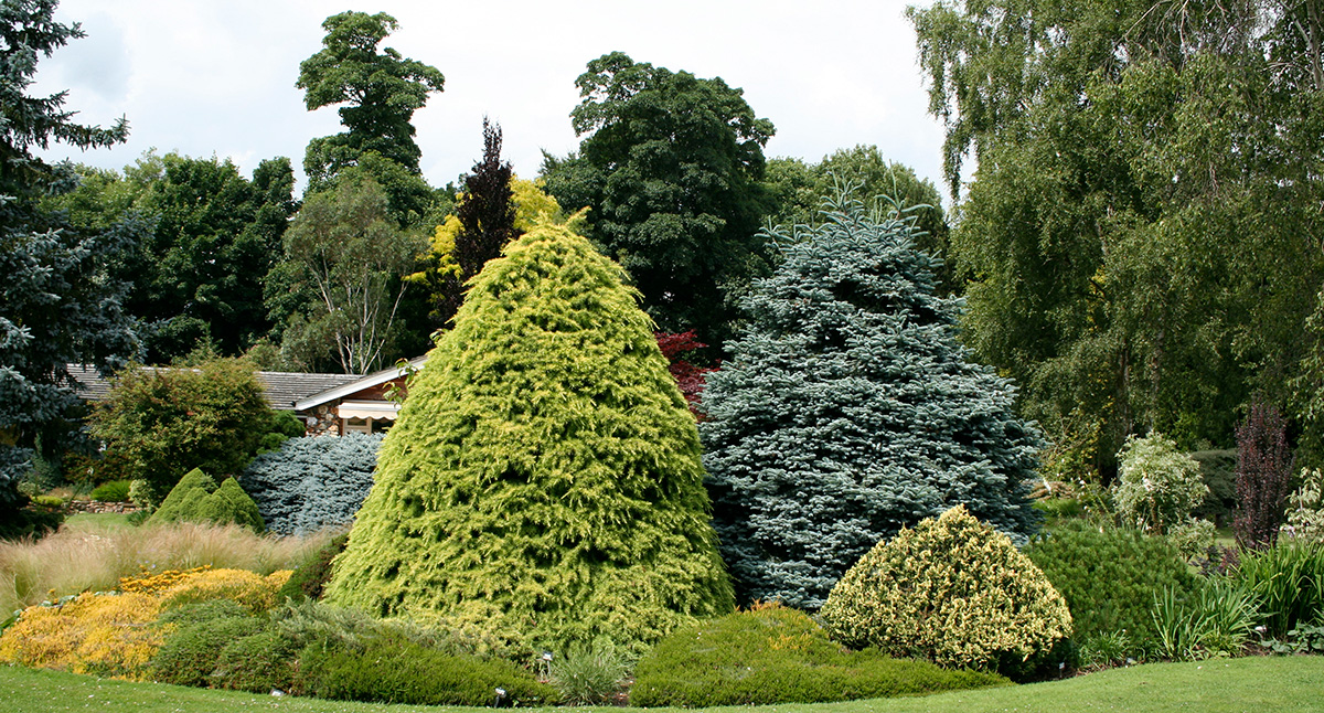 Conifers at Foggy Bottom