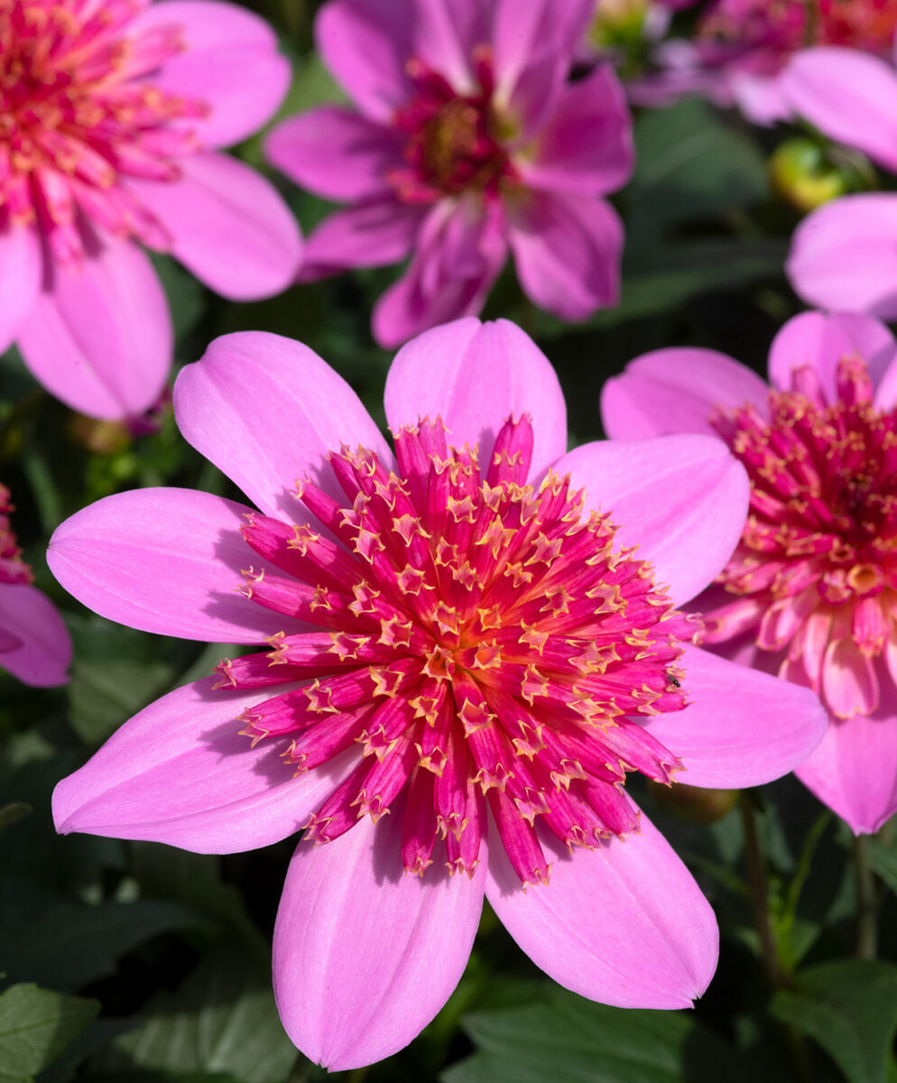 Dahlia Dalina Maxi Starburst Pink