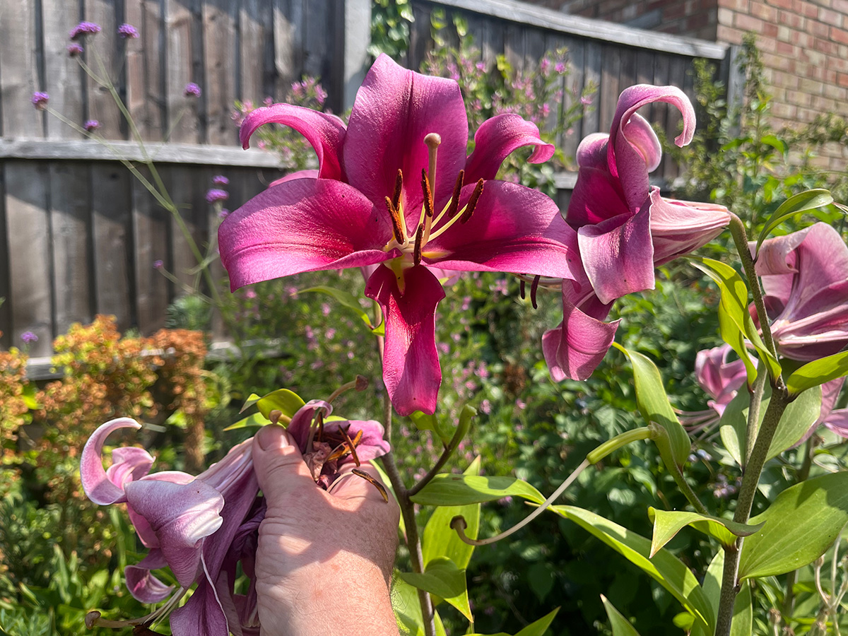 Deadheading lilies