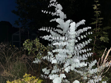 Eucalyptus gunnii shining at night
