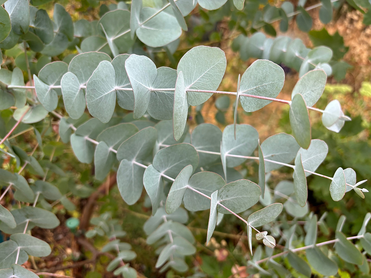 The silvery leaves of Eucalyptus gunnii