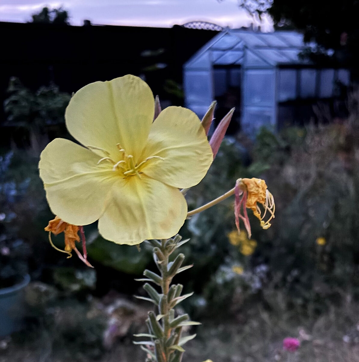 Evening primrose lights up at night