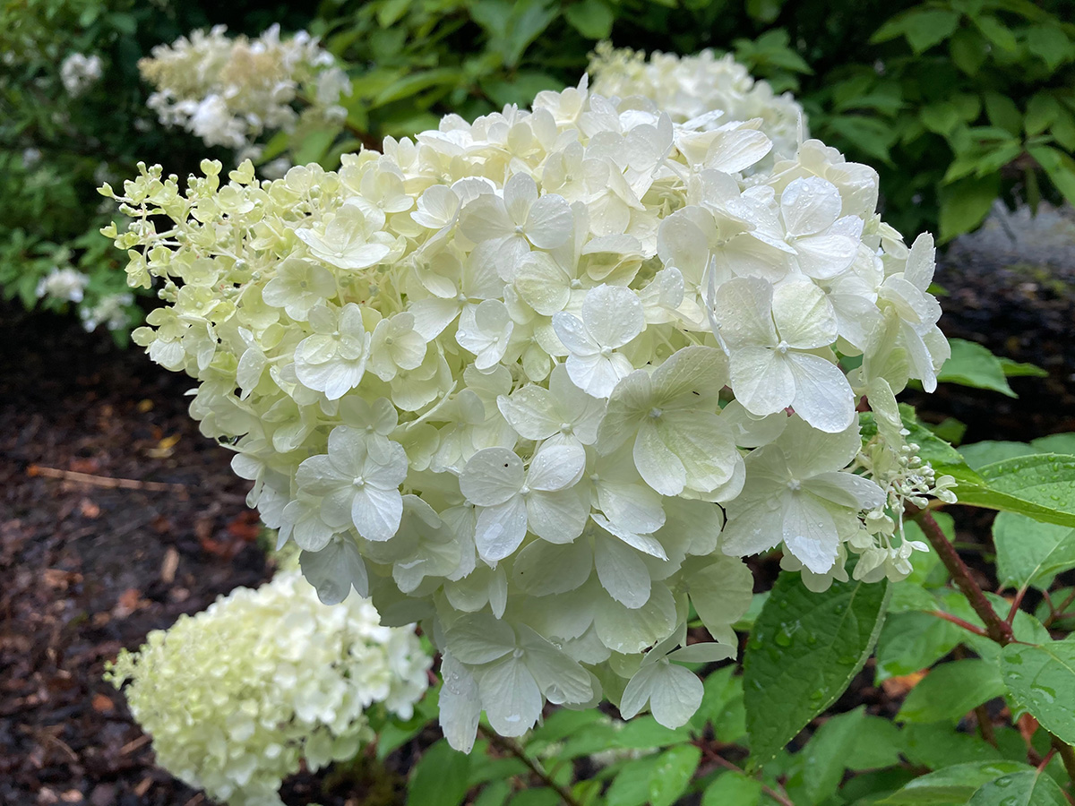 Hydrangea paniculata