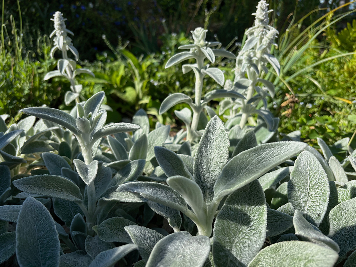 Lambs Ear, Stachys byzantina