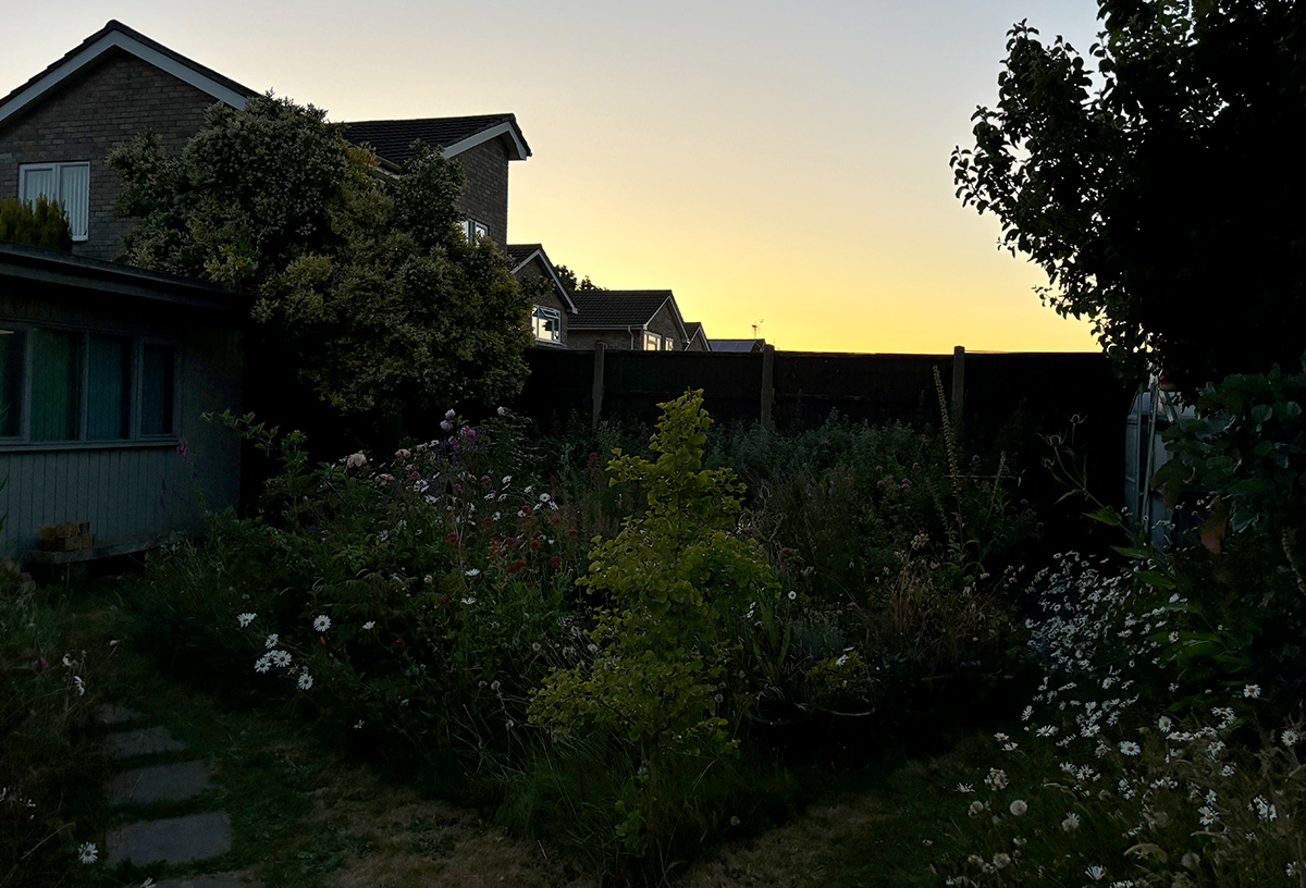 Ox-eye daisies illuminate the garden at dusk.