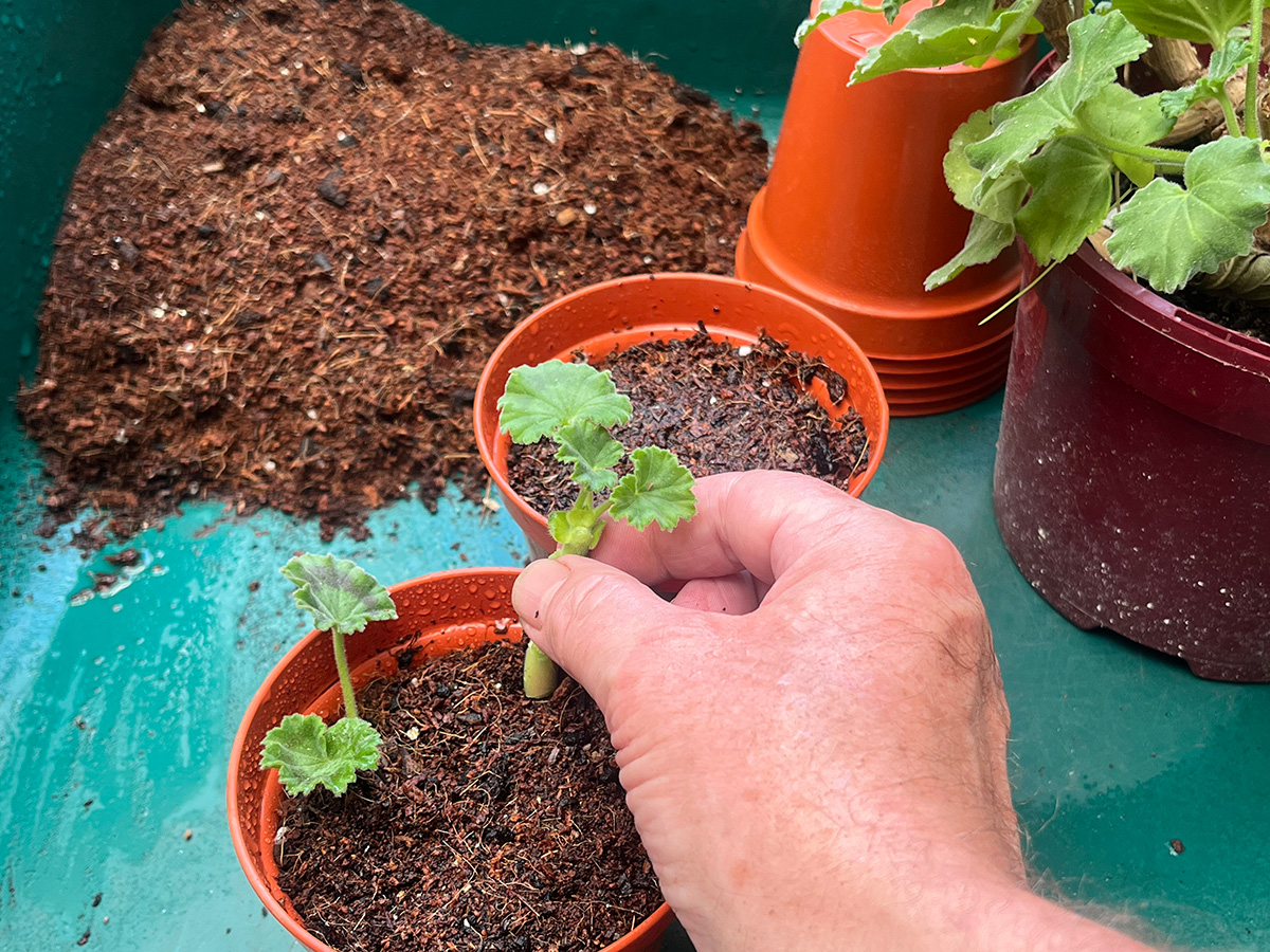 Taking pelargonium cuttings