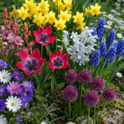 Ultimate Spring Flowering Bulb Collection