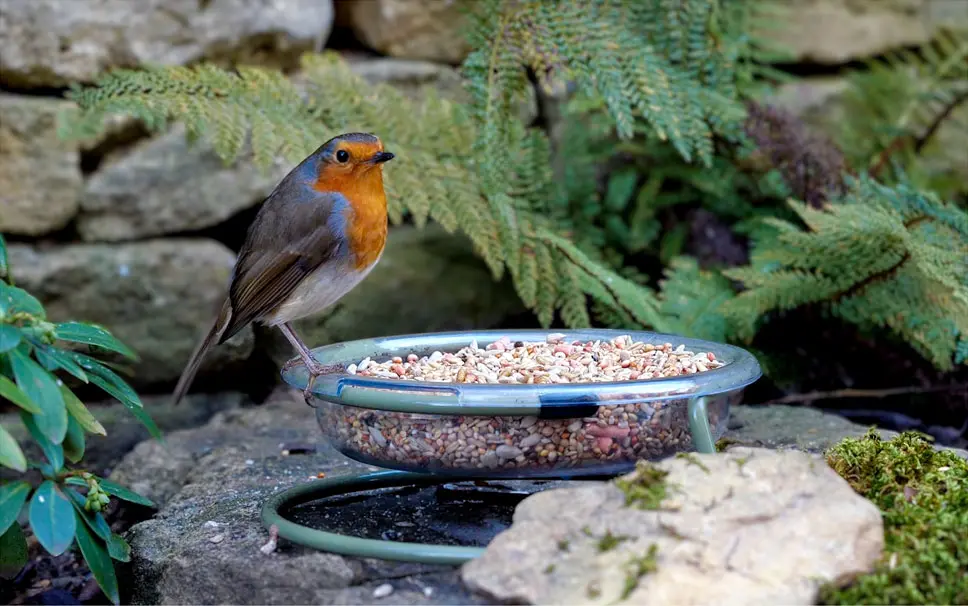 Garden birds feeding — why this food