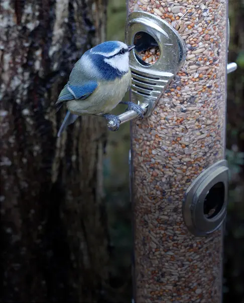 Bluetit feeding on Richard Jackson Premium Bird Food
