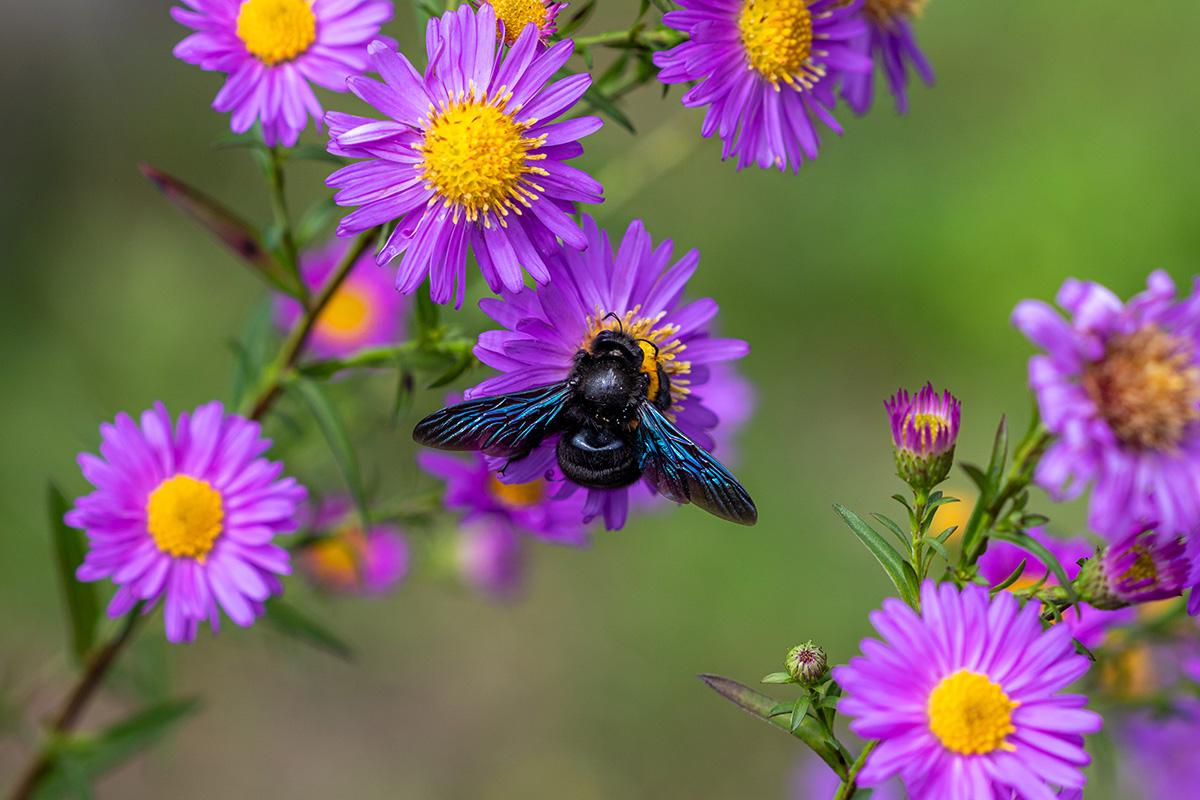 Violet Carpenter Bee on purple asters.