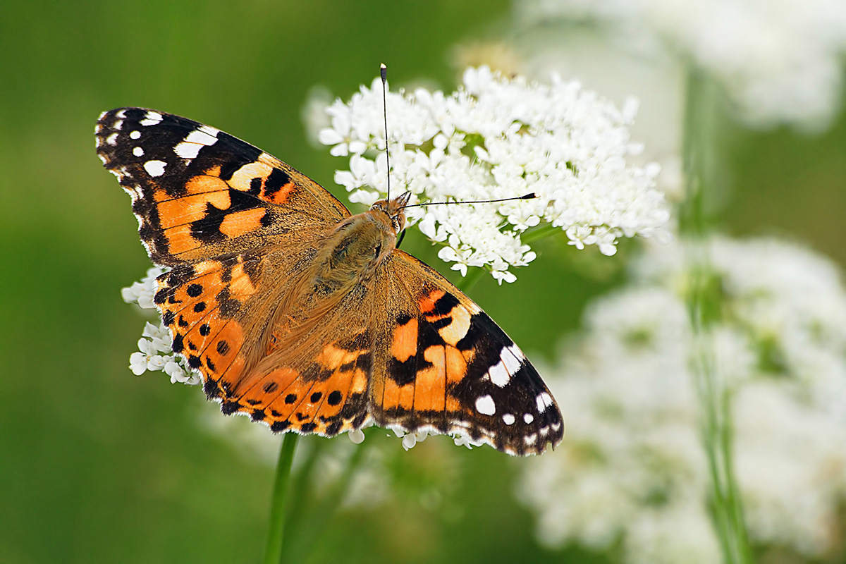 Painted Lady Butterfly on white umbellifer