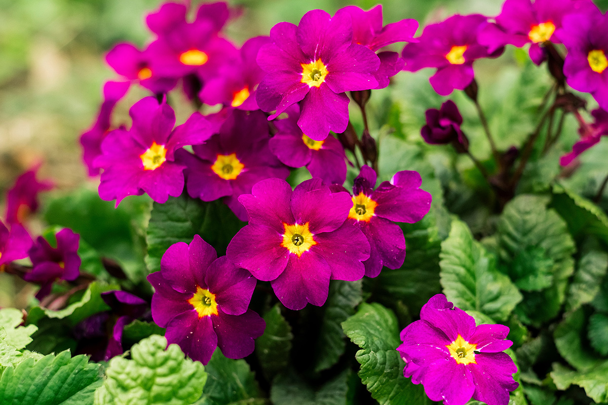 Primroses