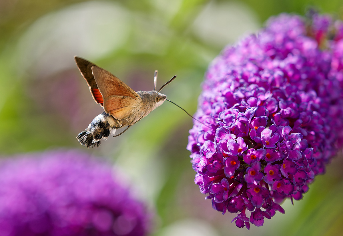 Humming-bird Hawk-moth feeding from buddleja.