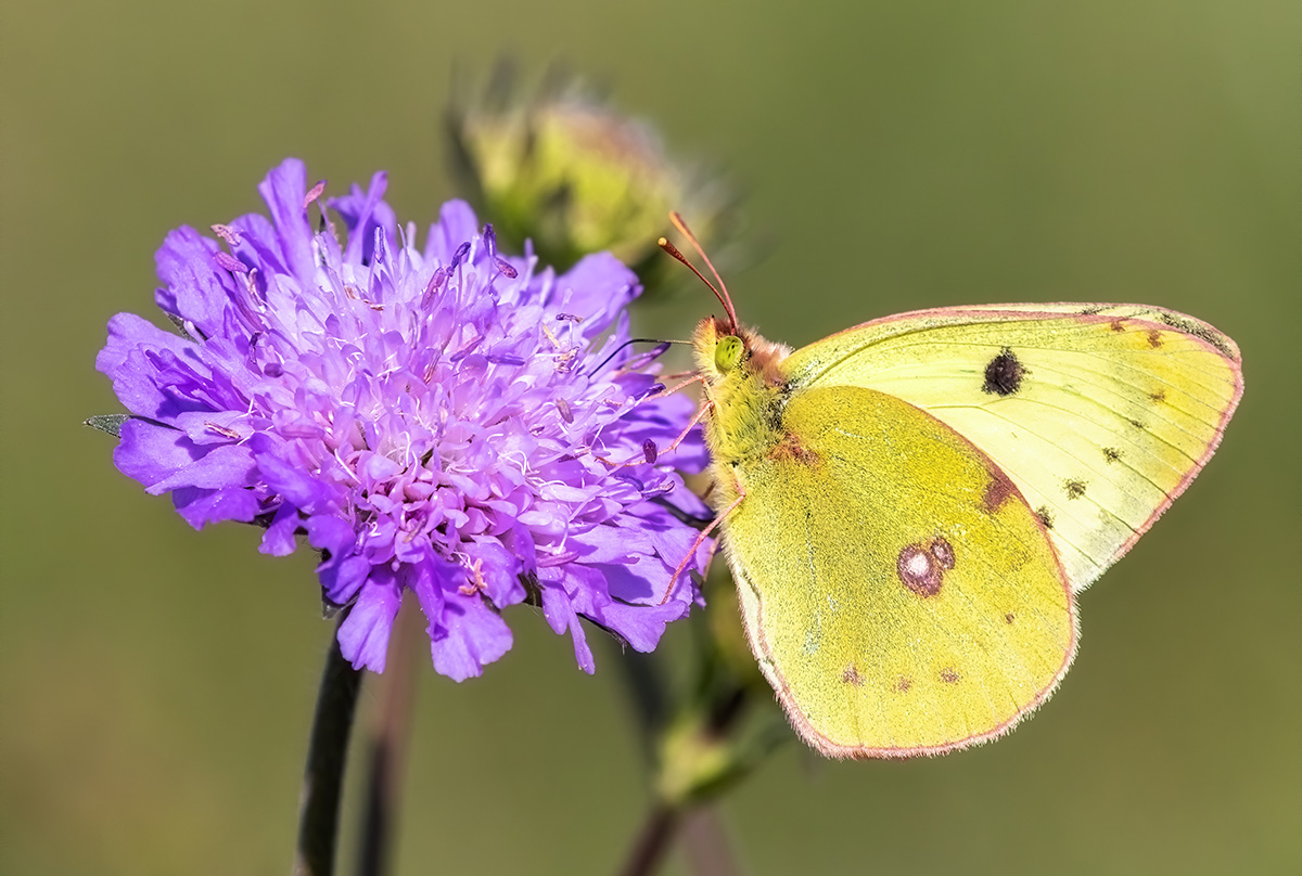 Clouded Yellow Butterfly on scabiosa flower.