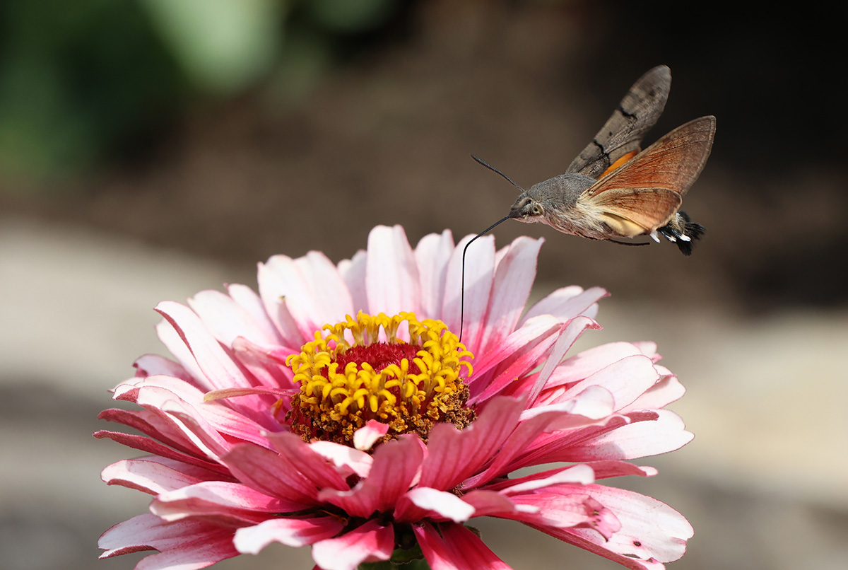 Humming-bird Hawk-moth feeding from zinnia flower.