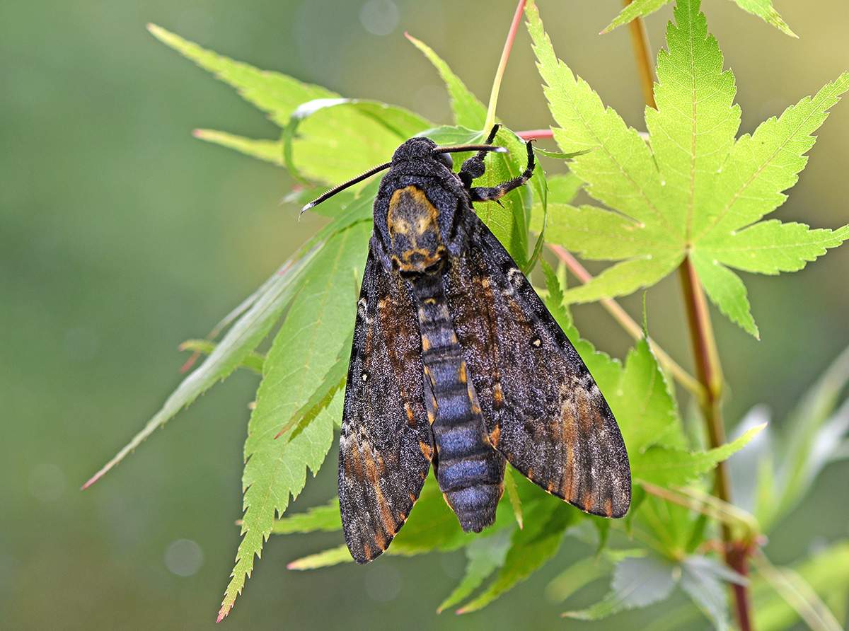 Death's-head Hawk-moth