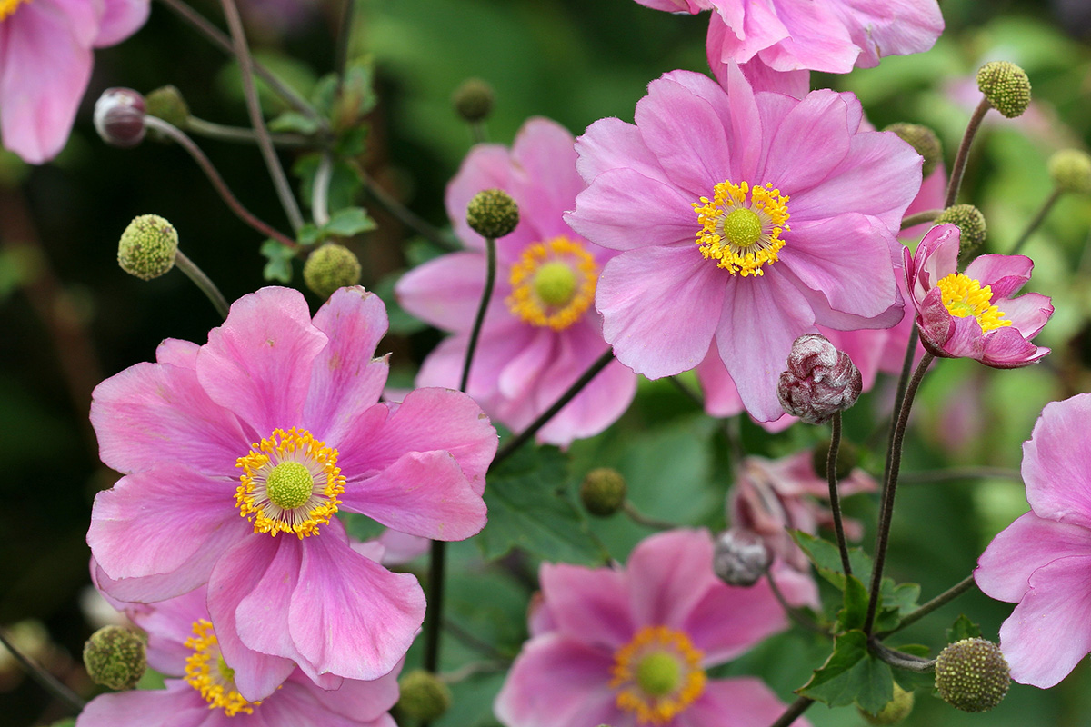 Pink Japanese anemone blooms