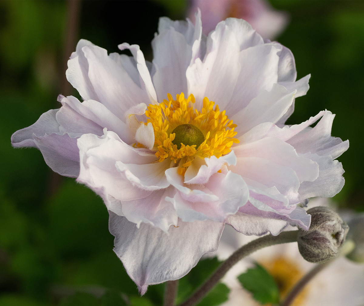 A single flower of Anemone Frilly Knickers