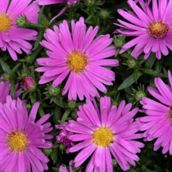 Aster Alpha Light Pink