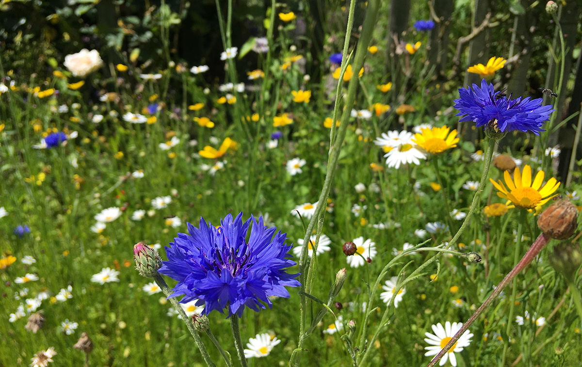 Cornflower and ox-eye daisy