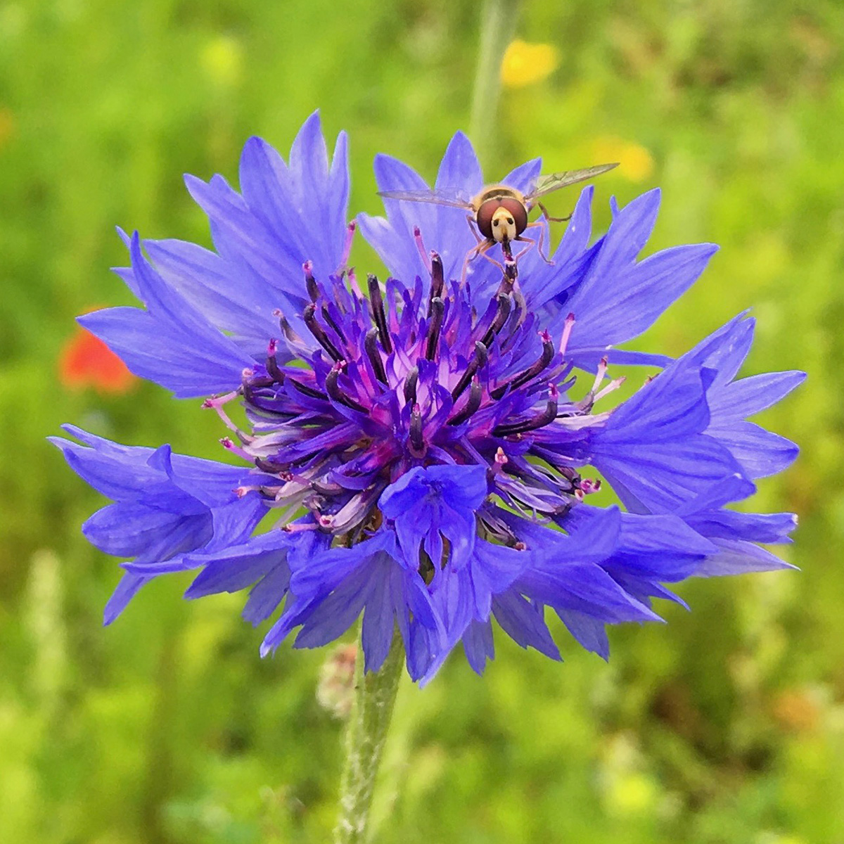 Cornflower loved by pollinators