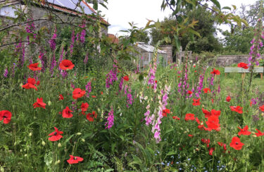 Cottage garden foxgloves and poppies