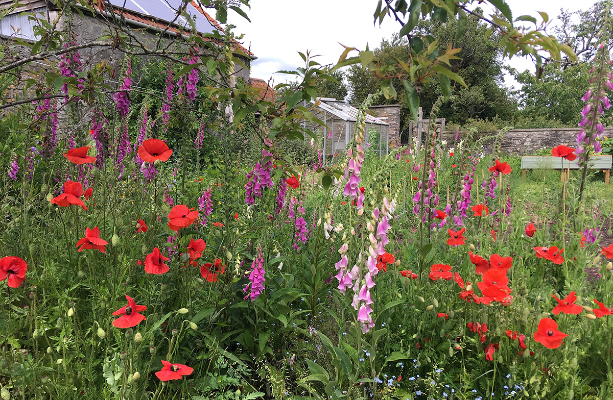 Cottage garden foxgloves and poppies