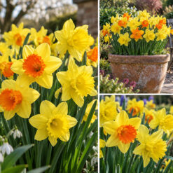 First to Flower Daffodil Collection