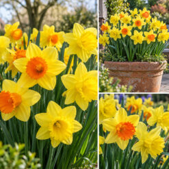 First to Flower Daffodil Collection