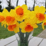 First to Flower Daffodil Collection - Dunstan's Fire