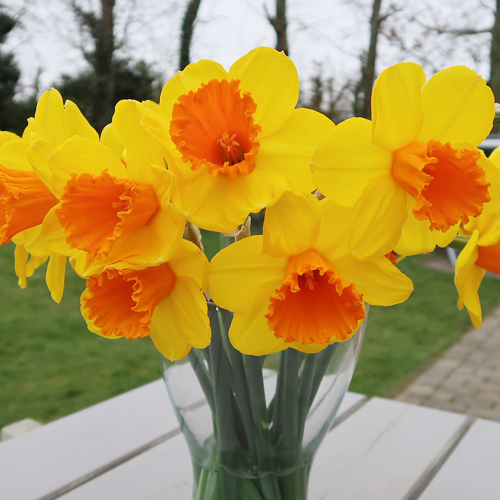 ‘Dunstan’s Fire’ daffodil — golden-yellow blooms with orange trumpets