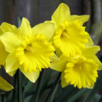 First to Flower Daffodil Collection - Tamara