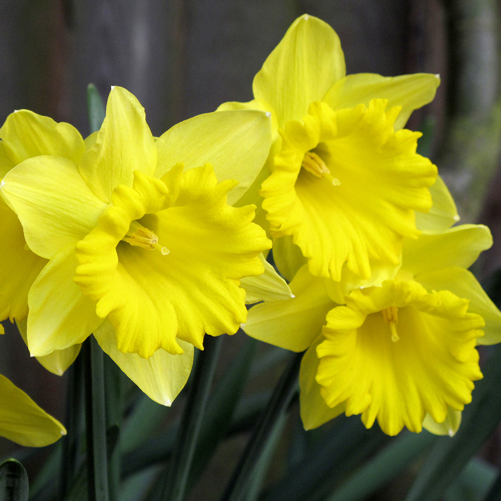 ‘Tamara’ daffodil — bright golden-yellow early blooms
