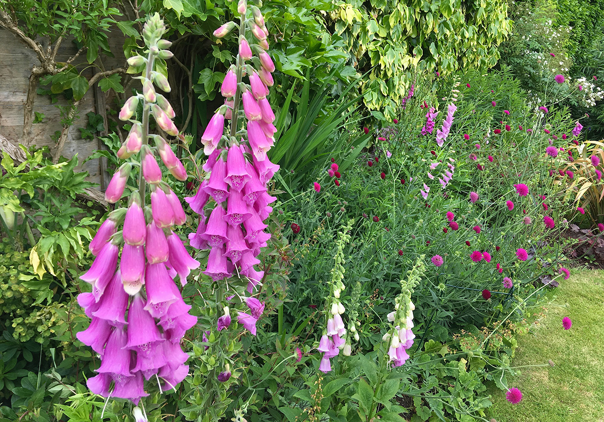 Foxgloves scattered through border