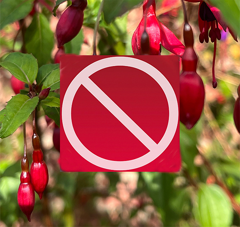 Fuchsia with overlaid icon to signify NO