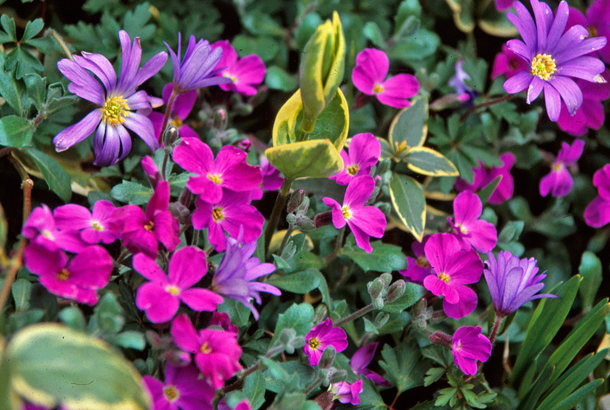 Ground cover plants