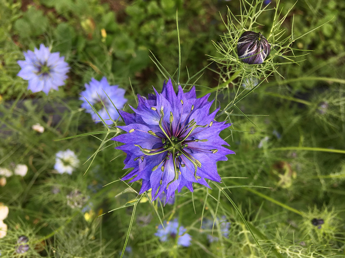 Nigella love-in-a-mist