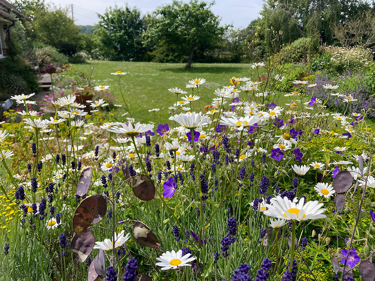 Ox-eye daisies scattered through borders
