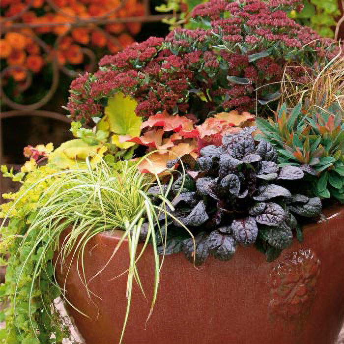 Planted terracotta pot containing heucheras, ajuga, Hylotelephium (sedum), euphorbia, Japanese sedge Carex oshimensis ‘Evergold’ and Lysimachia nummularia ‘Aurea’