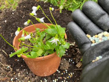 Planting autumn bedding